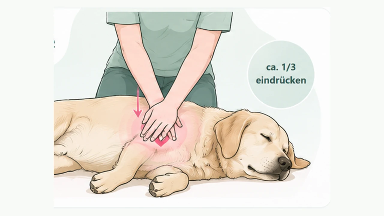 Illustration zur Herzdruckmassage bei einem Hund